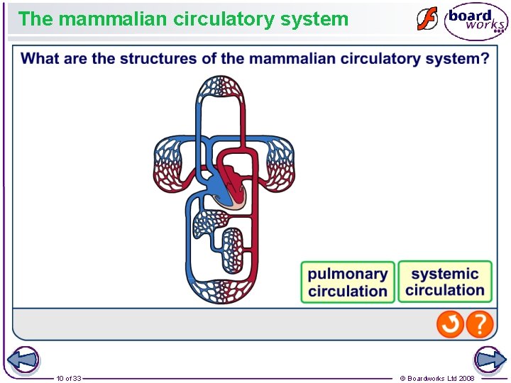 The mammalian circulatory system 10 of 33 © Boardworks Ltd 2008 