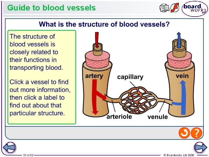 Guide to blood vessels 13 of 33 © Boardworks Ltd 2008 