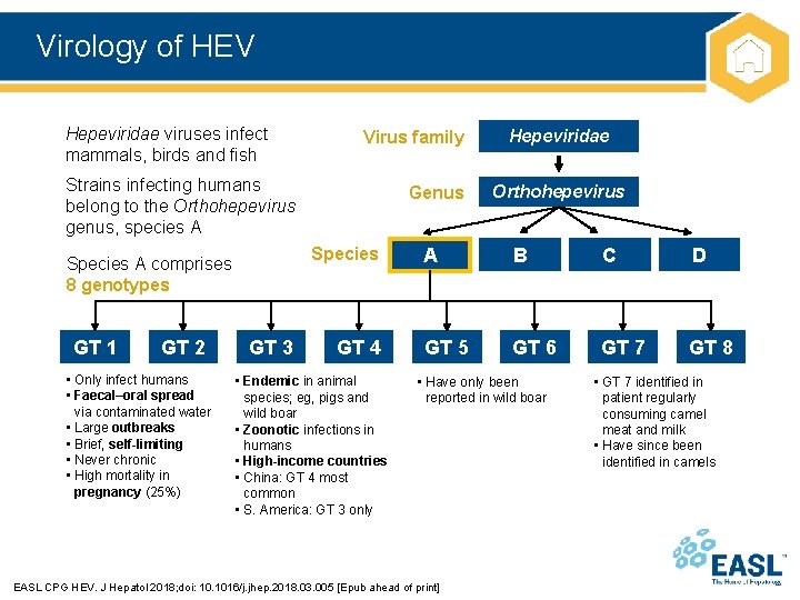 Virology of HEV Hepeviridae viruses infect mammals, birds and fish Virus family Strains infecting