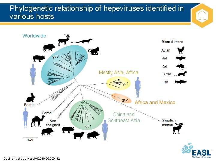 Phylogenetic relationship of hepeviruses identified in various hosts Mostly Asia, Africa China and Southeast