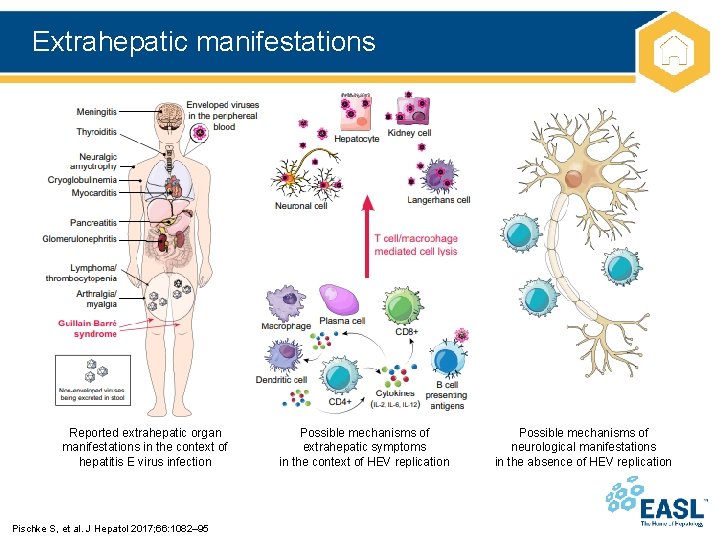 Extrahepatic manifestations Reported extrahepatic organ manifestations in the context of hepatitis E virus infection