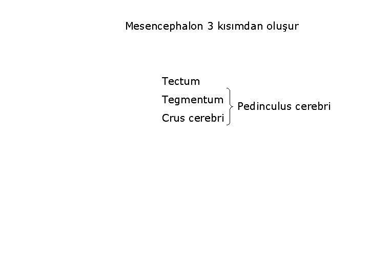 Mesencephalon 3 kısımdan oluşur Tectum Tegmentum Crus cerebri Pedinculus cerebri 