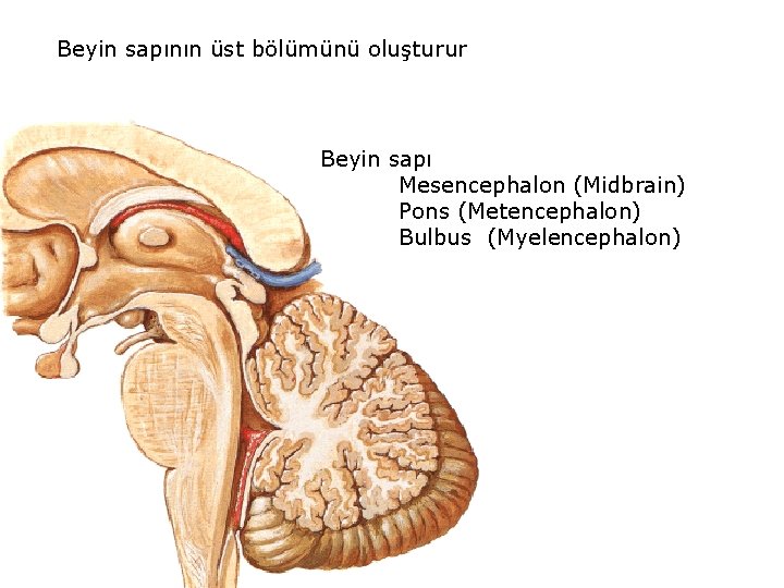 Beyin sapının üst bölümünü oluşturur Beyin sapı Mesencephalon (Midbrain) Pons (Metencephalon) Bulbus (Myelencephalon) 