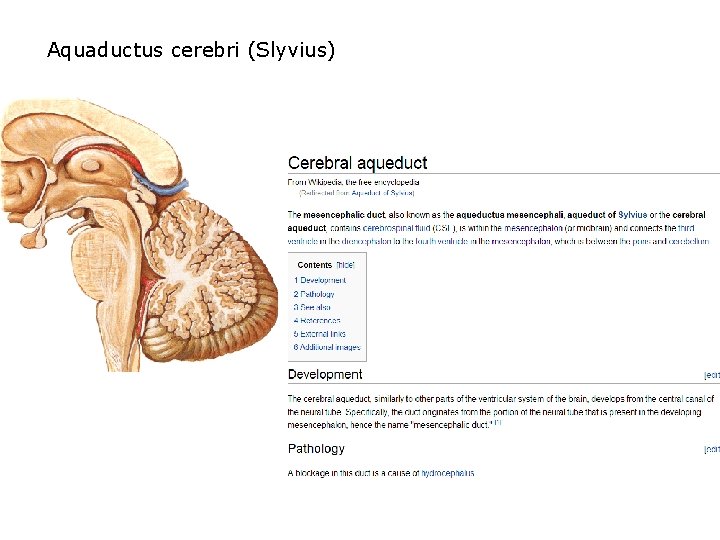 Aquaductus cerebri (Slyvius) 