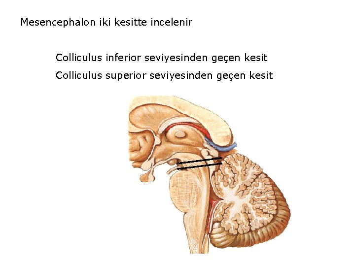 Mesencephalon iki kesitte incelenir Colliculus inferior seviyesinden geçen kesit Colliculus superior seviyesinden geçen kesit