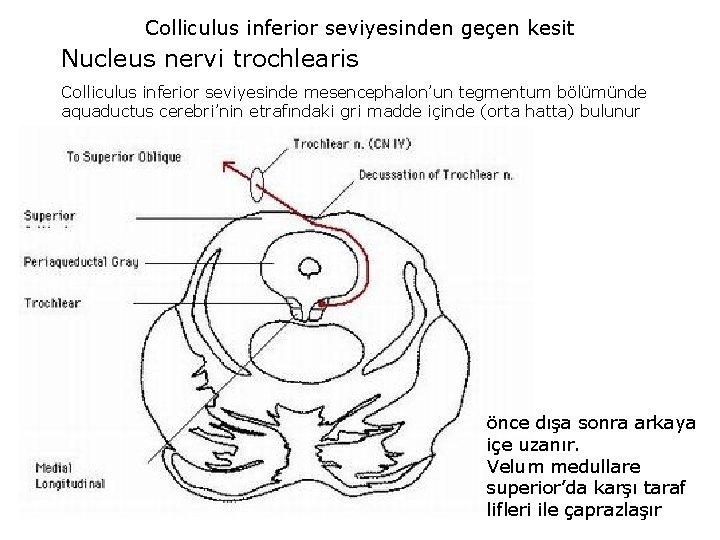 Colliculus inferior seviyesinden geçen kesit Nucleus nervi trochlearis Colliculus inferior seviyesinde mesencephalon’un tegmentum bölümünde