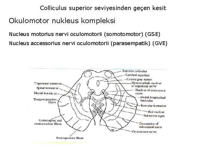 Colliculus superior seviyesinden geçen kesit Okulomotor nukleus kompleksi Nucleus motorius nervi oculomotorii (somotor) (GSE)
