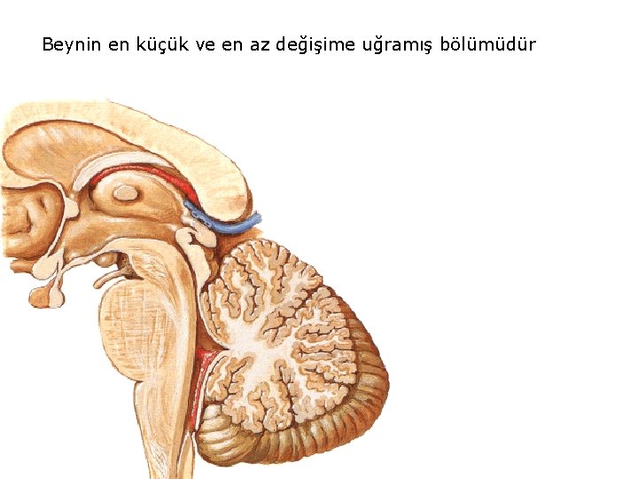 Beynin en küçük ve en az değişime uğramış bölümüdür 