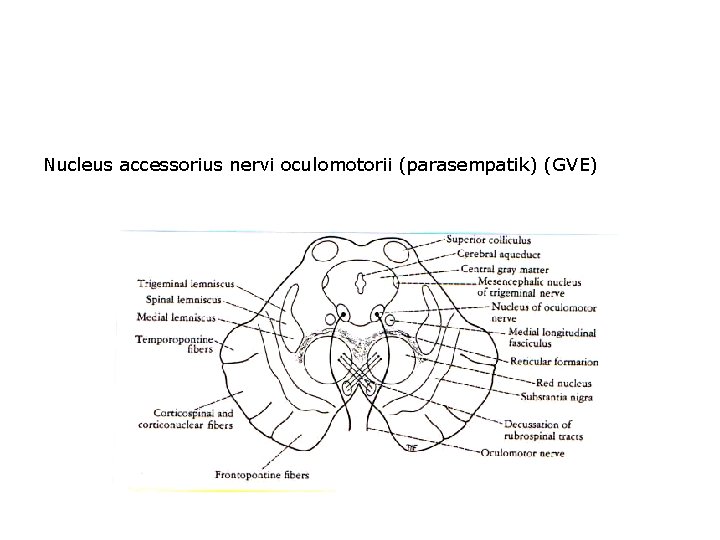 Nucleus accessorius nervi oculomotorii (parasempatik) (GVE) 