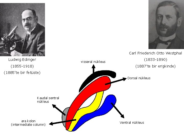 Carl Friederich Otto Westphal Ludwig Edinger (1833 -1890) visseral nükleus (1855 -1918) (1887’te bir