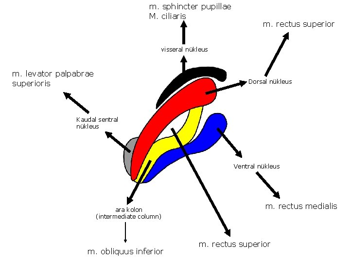 m. sphincter pupillae M. ciliaris m. rectus superior visseral nükleus m. levator palpabrae superioris