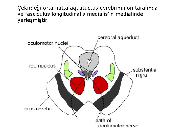 Çekirdeği orta hatta aquatuctus cerebrinin ön tarafında ve fasciculus longitudinalis medialis’in medialinde yerleşmiştir. 