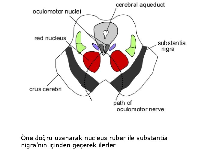 Öne doğru uzanarak nucleus ruber ile substantia nigra’nın içinden geçerek ilerler 