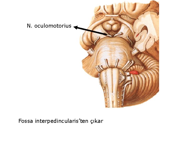 N. oculomotorius Fossa interpedincularis’ten çıkar 