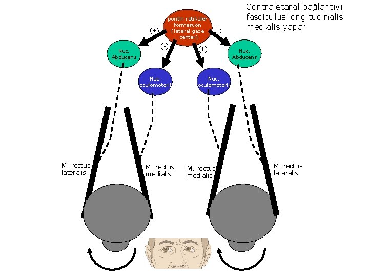 (+) Nuc. Abducens pontin retiküler formasyon (lateral gaze center) (-) Nuc. oculomotorii M. rectus