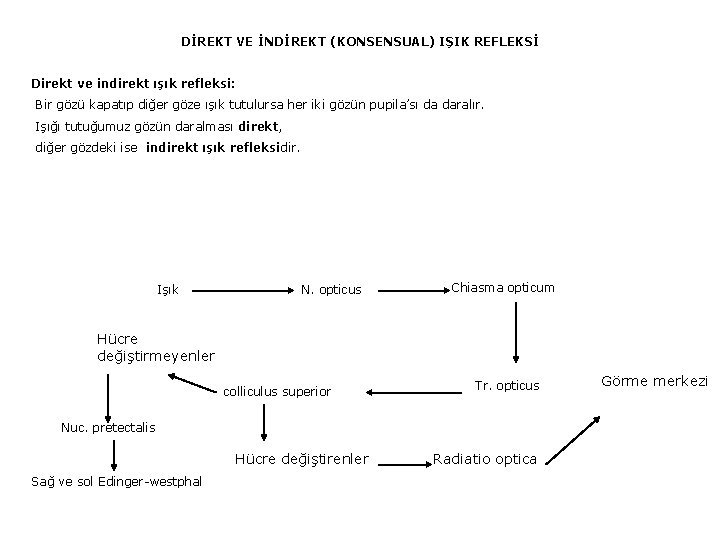 DİREKT VE İNDİREKT (KONSENSUAL) IŞIK REFLEKSİ Direkt ve indirekt ışık refleksi: Bir gözü kapatıp