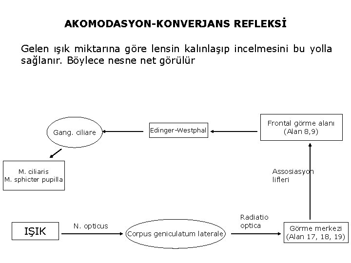 AKOMODASYON-KONVERJANS REFLEKSİ Gelen ışık miktarına göre lensin kalınlaşıp incelmesini bu yolla sağlanır. Böylece nesne