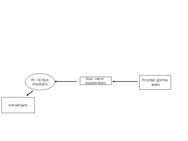 M. rectus medialis konverjans Nuc. nervi oculomotorii Frontal görme alanı 