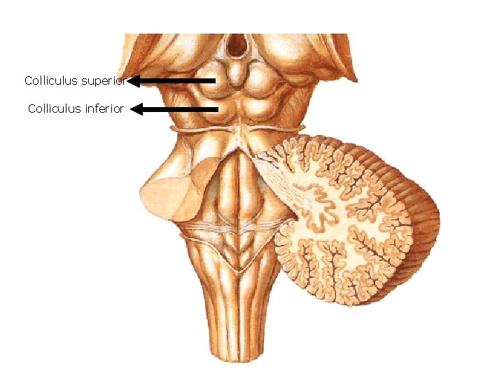 Colliculus superior Colliculus inferior 