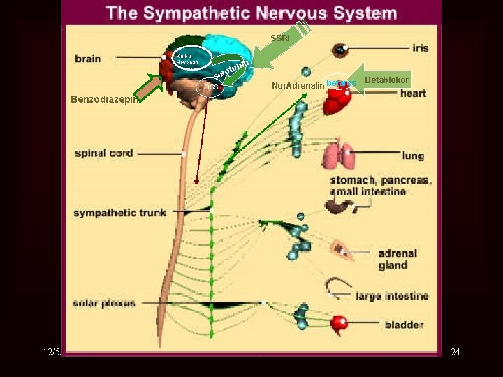 SSRI Korku Heyecan n oni t o ser OSS Nor. Adrenalin betares Betablokor Benzodiazepin