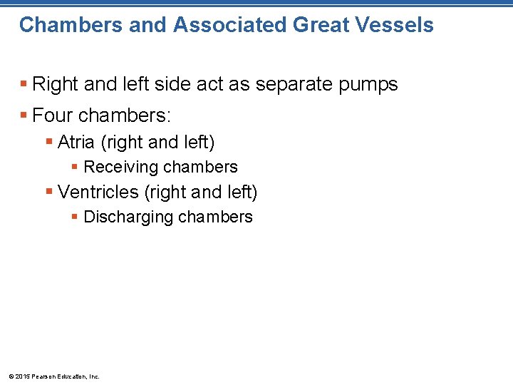 Chambers and Associated Great Vessels § Right and left side act as separate pumps Chambers and Associated Great Vessels § Right and left side act as separate pumps