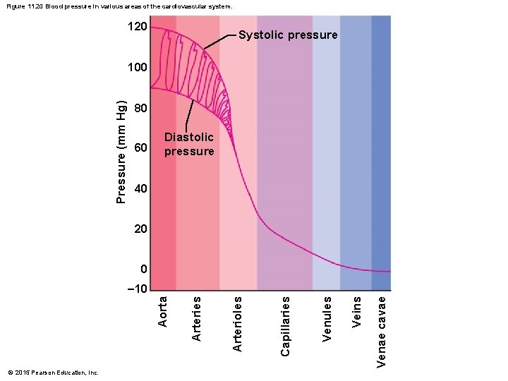 Figure 11. 20 Blood pressure in various areas of the cardiovascular system. 120 Systolic Figure 11. 20 Blood pressure in various areas of the cardiovascular system. 120 Systolic