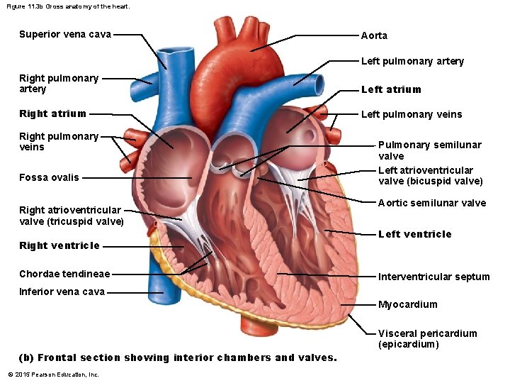Figure 11. 3 b Gross anatomy of the heart. Superior vena cava Aorta Left Figure 11. 3 b Gross anatomy of the heart. Superior vena cava Aorta Left
