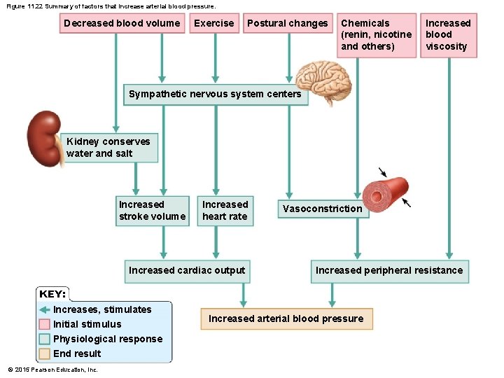 Figure 11. 22 Summary of factors that increase arterial blood pressure. Decreased blood volume