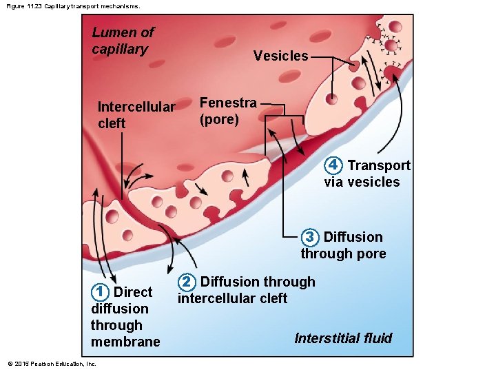 Figure 11. 23 Capillary transport mechanisms. Lumen of capillary Intercellular cleft Vesicles Fenestra (pore)