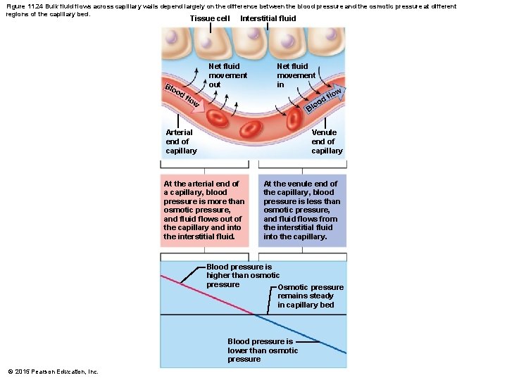 Figure 11. 24 Bulk fluid flows across capillary walls depend largely on the difference