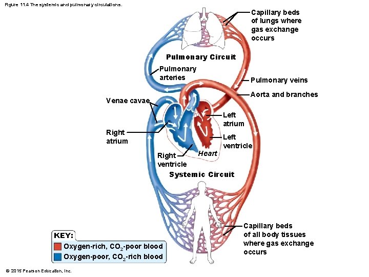Figure 11. 4 The systemic and pulmonary circulations. Capillary beds of lungs where gas