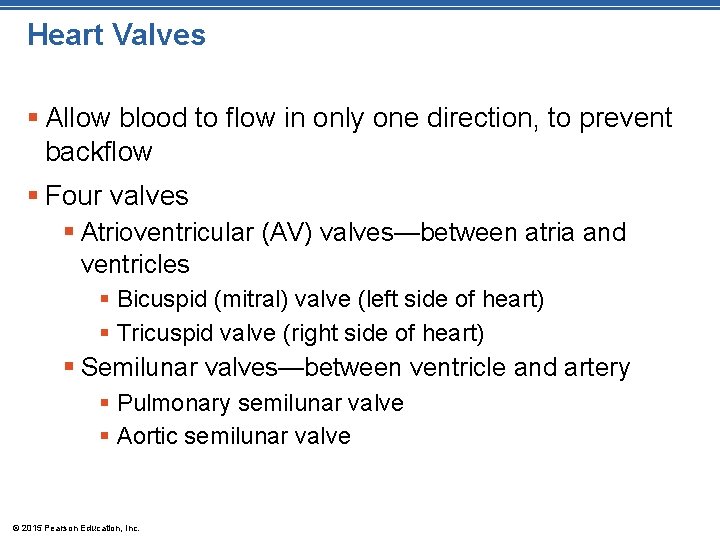Heart Valves § Allow blood to flow in only one direction, to prevent backflow Heart Valves § Allow blood to flow in only one direction, to prevent backflow