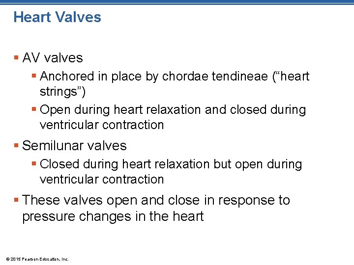 Heart Valves § AV valves § Anchored in place by chordae tendineae (“heart strings”)