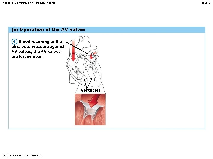 Figure 11. 6 a Operation of the heart valves. Slide 2 (a) Operation of Figure 11. 6 a Operation of the heart valves. Slide 2 (a) Operation of