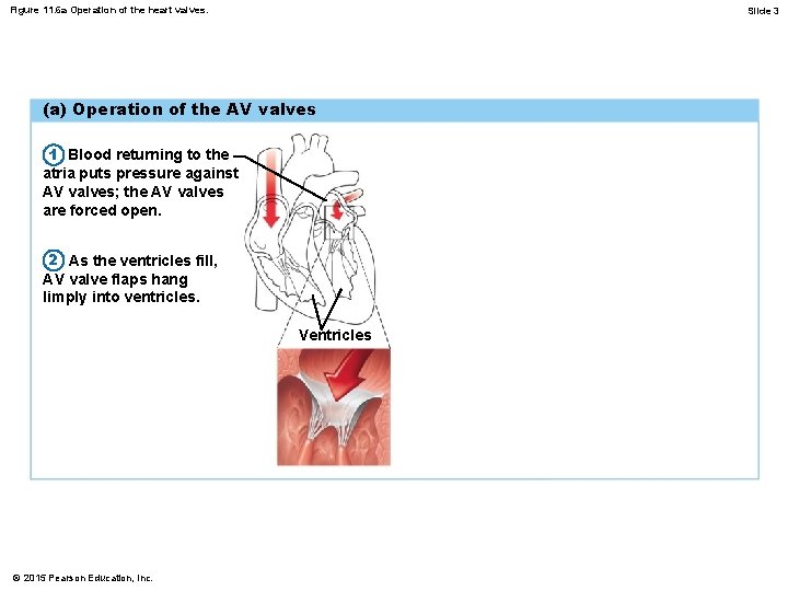 Figure 11. 6 a Operation of the heart valves. Slide 3 (a) Operation of