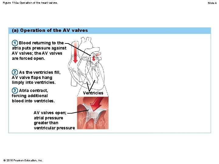 Figure 11. 6 a Operation of the heart valves. Slide 4 (a) Operation of