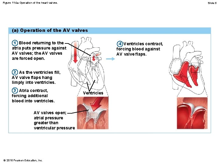 Figure 11. 6 a Operation of the heart valves. Slide 5 (a) Operation of