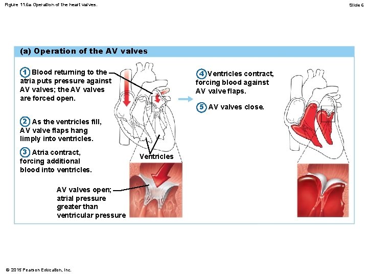 Figure 11. 6 a Operation of the heart valves. Slide 6 (a) Operation of