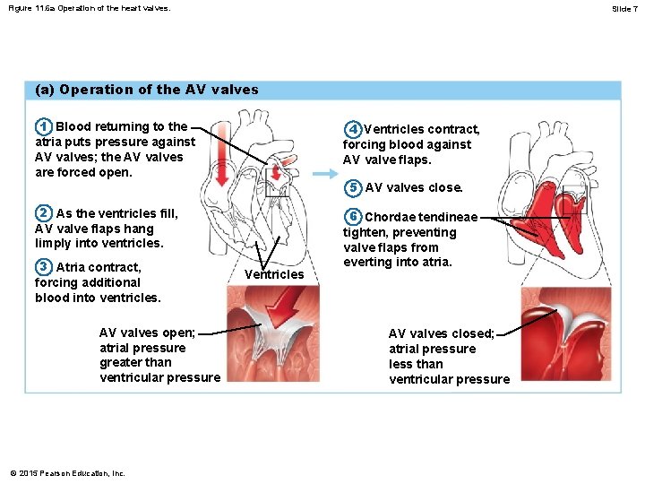 Figure 11. 6 a Operation of the heart valves. Slide 7 (a) Operation of