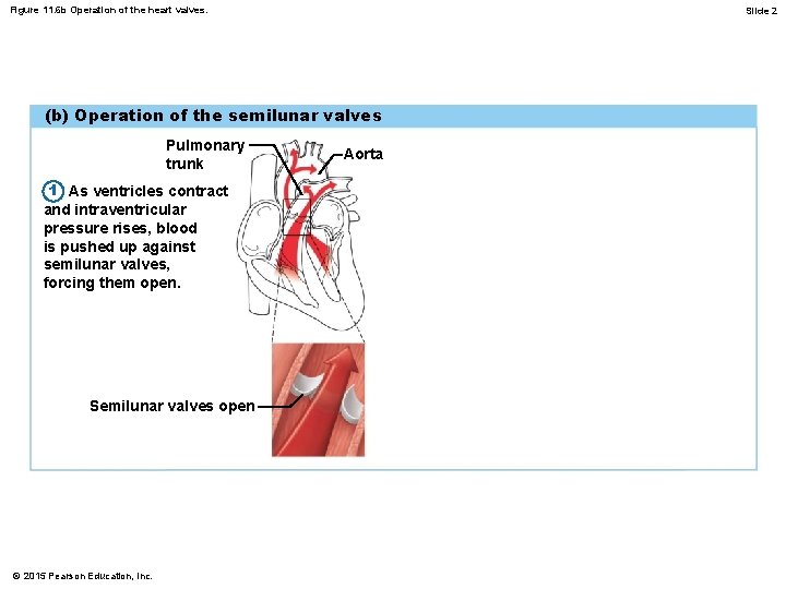 Figure 11. 6 b Operation of the heart valves. Slide 2 (b) Operation of
