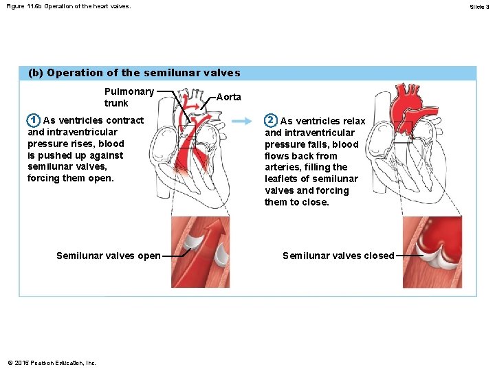 Figure 11. 6 b Operation of the heart valves. Slide 3 (b) Operation of