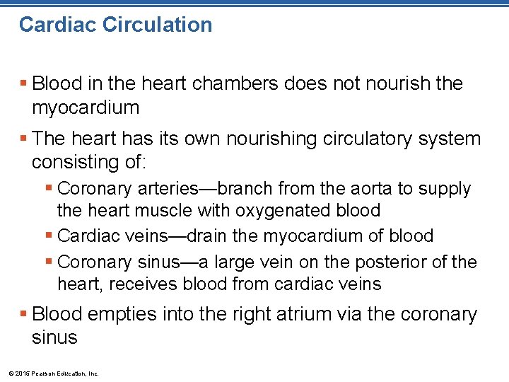 Cardiac Circulation § Blood in the heart chambers does not nourish the myocardium §