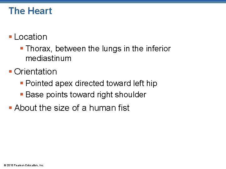 The Heart § Location § Thorax, between the lungs in the inferior mediastinum §