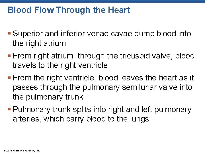 Blood Flow Through the Heart § Superior and inferior venae cavae dump blood into