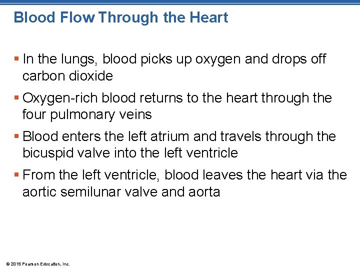Blood Flow Through the Heart § In the lungs, blood picks up oxygen and