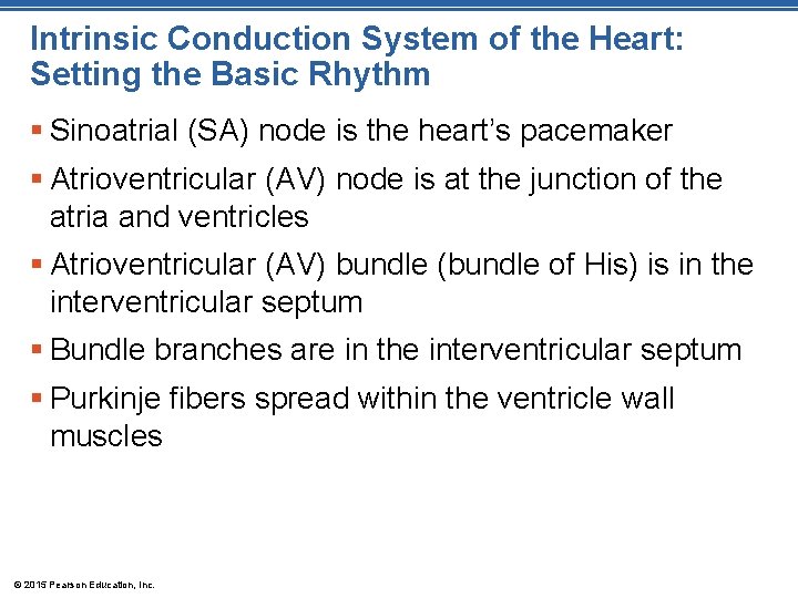 Intrinsic Conduction System of the Heart: Setting the Basic Rhythm § Sinoatrial (SA) node Intrinsic Conduction System of the Heart: Setting the Basic Rhythm § Sinoatrial (SA) node