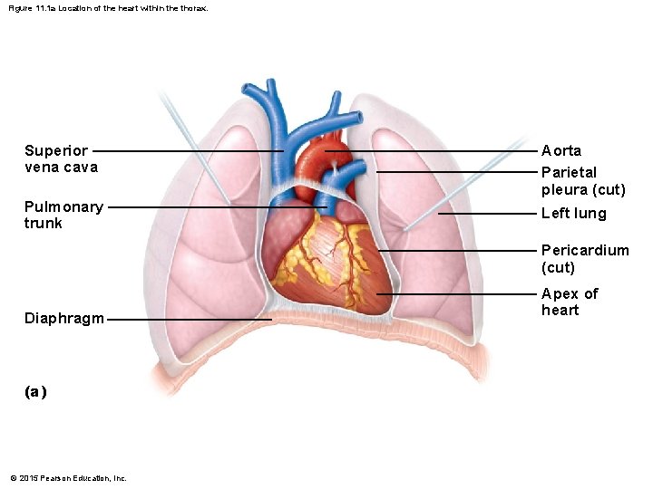 Figure 11. 1 a Location of the heart within the thorax. Superior vena cava