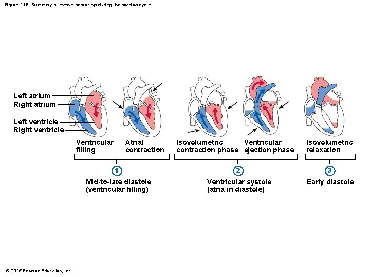 Figure 11. 8 Summary of events occurring during the cardiac cycle. Left atrium Right Figure 11. 8 Summary of events occurring during the cardiac cycle. Left atrium Right