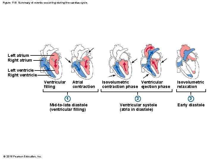 Figure 11. 8 Summary of events occurring during the cardiac cycle. Left atrium Right