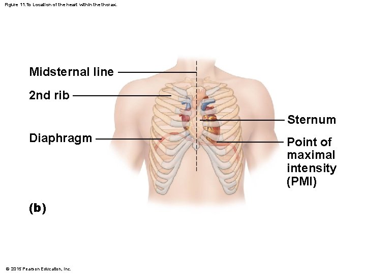 Figure 11. 1 b Location of the heart within the thorax. Midsternal line 2 Figure 11. 1 b Location of the heart within the thorax. Midsternal line 2